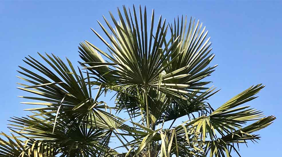 RSE BDS réemploi de palmier d'un chantier